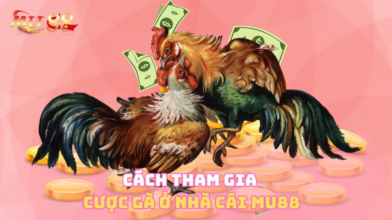 Cách tham gia cược gà ở nhà cái