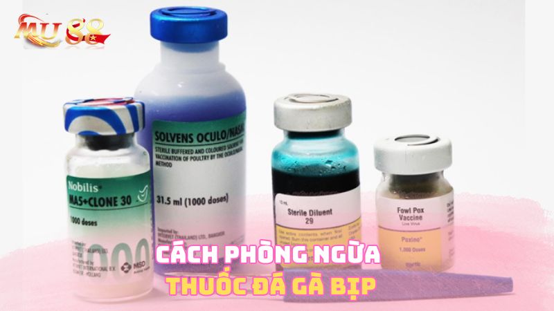 Cách phòng ngừa thuốc đá gà bịp