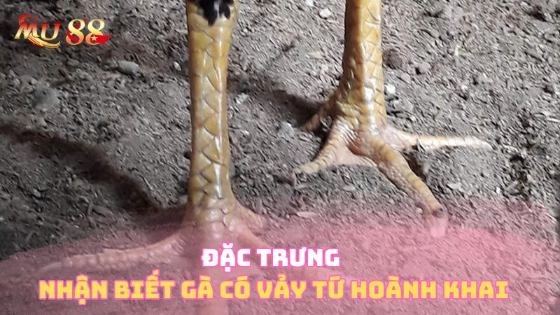 Đặc trưng nhận biết gà có vảy hoành khai