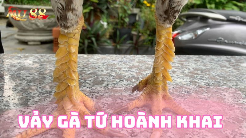 Vảy gà Tứ hoành khai là loại vảy của thần kê